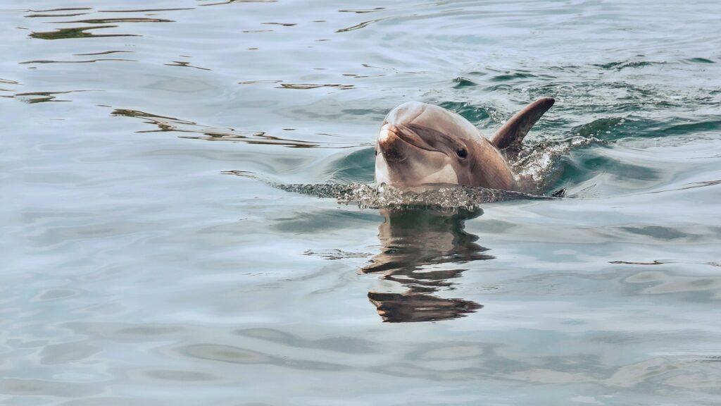 Dolphin watching  , waters, nature