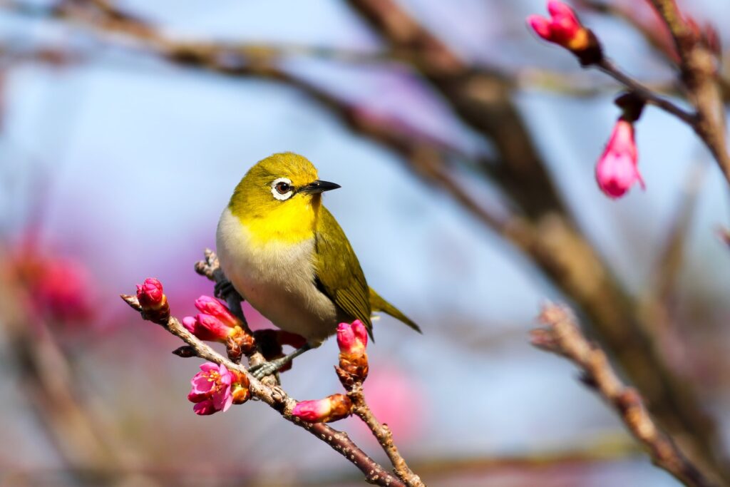 yellow bird on Sakura tree 